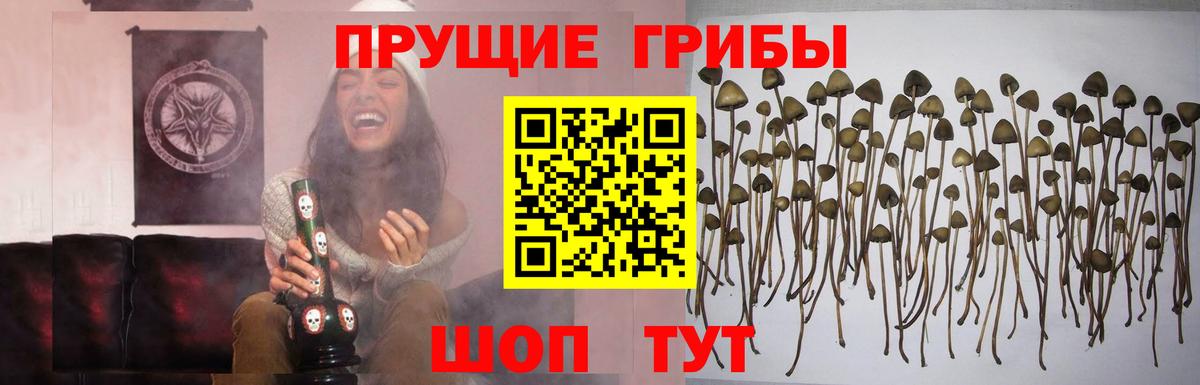 Псилоцибиновые грибы прущие грибы  Псилоцибиновые грибы прущие грибы  Вход с VPN  Баксан 